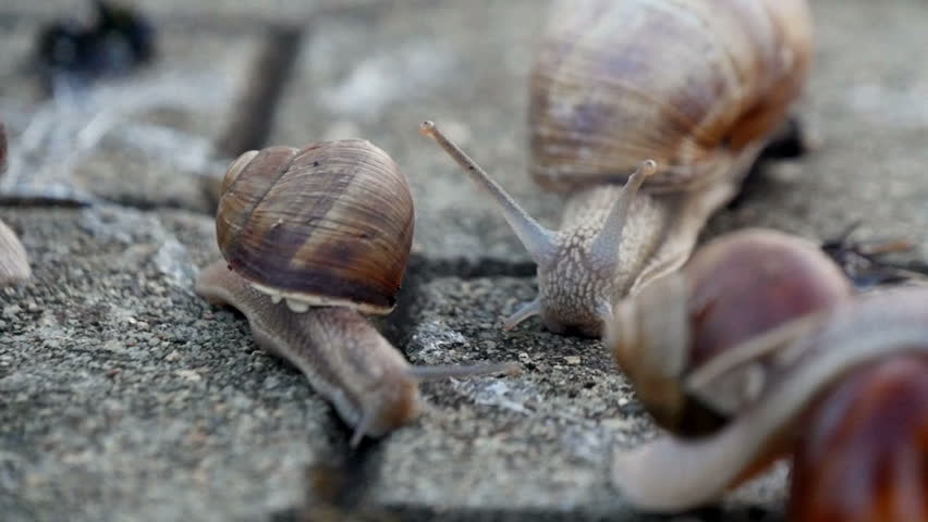 Snails on wet pavement Blank Meme Template