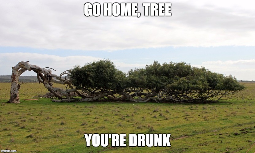 drunk tree | GO HOME, TREE; YOU'RE DRUNK | image tagged in drunk,tree | made w/ Imgflip meme maker