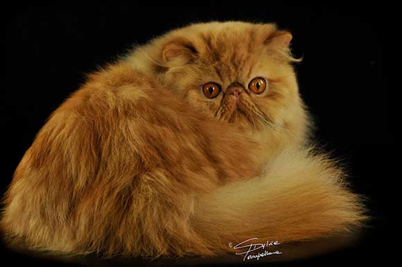 Long haired red tabby persian cat Blank Meme Template