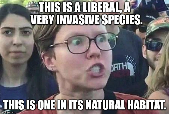 Triggered Liberal | THIS IS A LIBERAL, A  VERY INVASIVE SPECIES. THIS IS ONE IN ITS NATURAL HABITAT. | image tagged in triggered liberal | made w/ Imgflip meme maker
