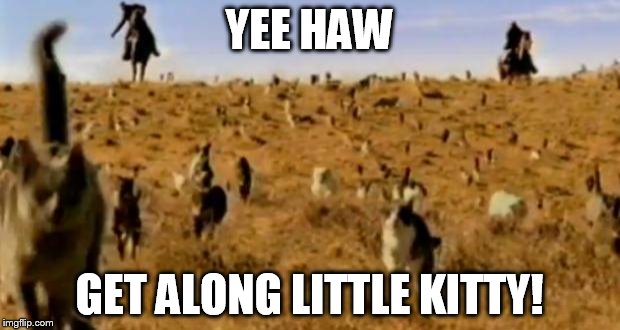 cat herding cats | YEE HAW; GET ALONG LITTLE KITTY! | image tagged in cat herding cats | made w/ Imgflip meme maker