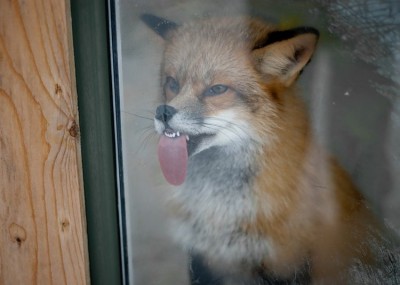 fox licking window Blank Meme Template