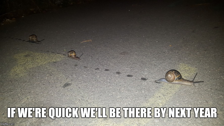 Snail pace | IF WE'RE QUICK WE'LL BE THERE BY NEXT YEAR | image tagged in snail pace | made w/ Imgflip meme maker