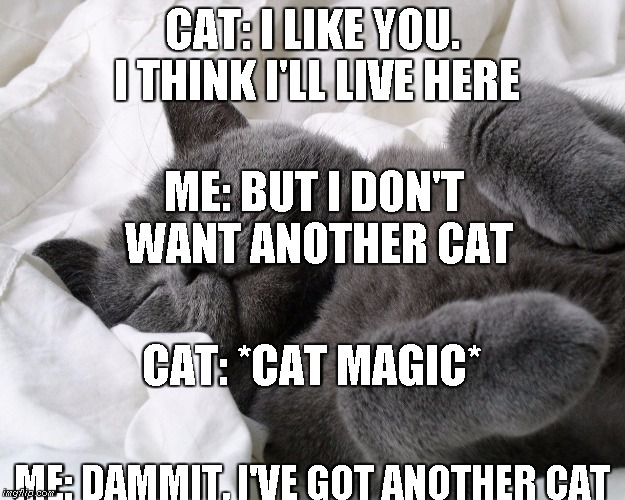 Cat Magic | CAT: I LIKE YOU. I THINK I'LL LIVE HERE; ME: BUT I DON'T WANT ANOTHER CAT; CAT: *CAT MAGIC*; ME: DAMMIT, I'VE GOT ANOTHER CAT | image tagged in cats,crazy cat ladies | made w/ Imgflip meme maker