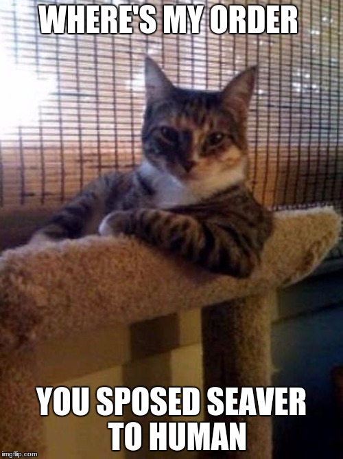 cats | WHERE'S MY ORDER; YOU SPOSED SEAVER  TO HUMAN | image tagged in cats | made w/ Imgflip meme maker