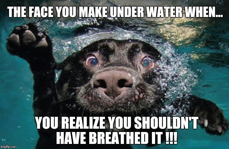 The face you make dog... | THE FACE YOU MAKE UNDER WATER WHEN... YOU REALIZE YOU SHOULDN'T HAVE BREATHED IT !!! | image tagged in funny dogs,raydog,doge,drowning,face you make | made w/ Imgflip meme maker
