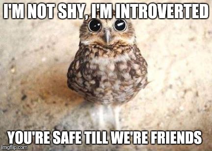 Cute Owl | I'M NOT SHY, I'M INTROVERTED; YOU'RE SAFE TILL WE'RE FRIENDS | image tagged in cute owl | made w/ Imgflip meme maker