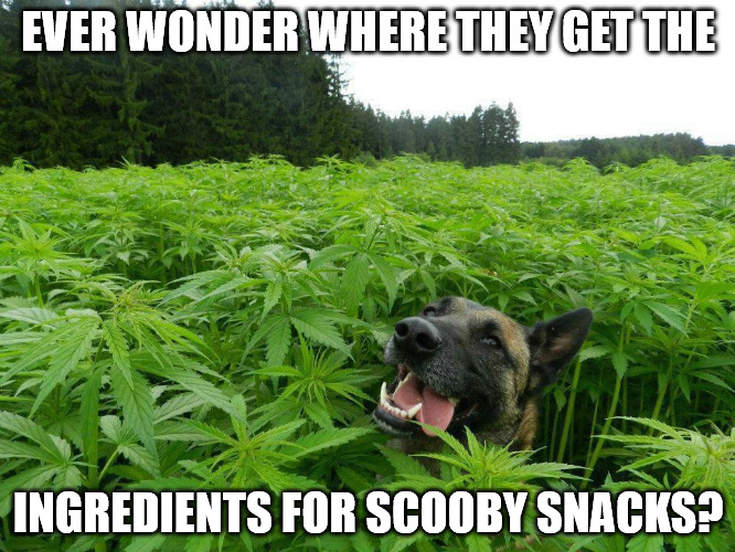 No mystery here | EVER WONDER WHERE THEY GET THE; INGREDIENTS FOR SCOOBY SNACKS? | image tagged in scooby doo,marijuana,scooby snacks,zoinks | made w/ Imgflip meme maker