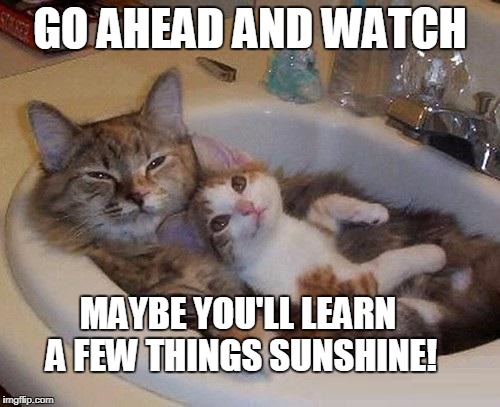 Confident Cat | GO AHEAD AND WATCH; MAYBE YOU'LL LEARN A FEW THINGS SUNSHINE! | image tagged in cats in sink | made w/ Imgflip meme maker