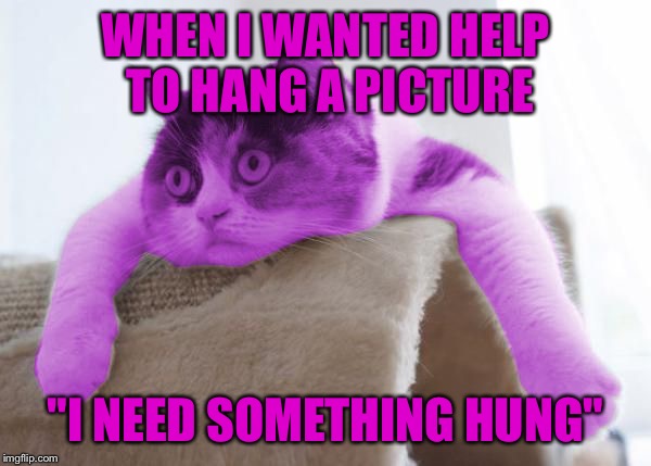 RayCat Stare | WHEN I WANTED HELP TO HANG A PICTURE "I NEED SOMETHING HUNG" | image tagged in raycat stare | made w/ Imgflip meme maker