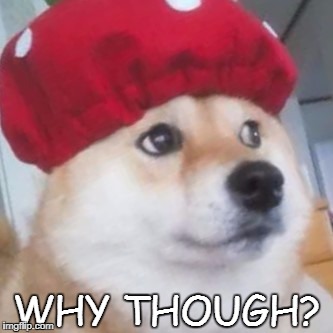 Why? | WHY THOUGH? | image tagged in memes,funny,doge,corgi,dogs,strawberry | made w/ Imgflip meme maker