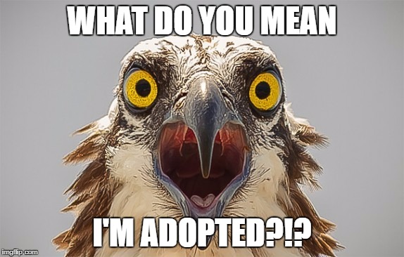 say what bird | WHAT DO YOU MEAN; I'M ADOPTED?!? | image tagged in say what bird | made w/ Imgflip meme maker
