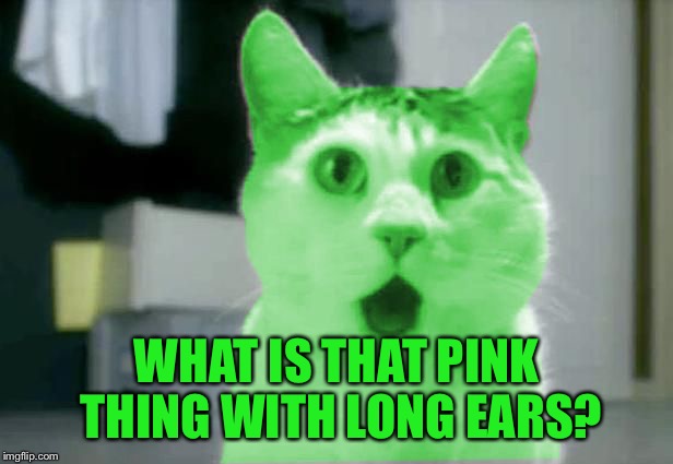 OMG RayCat | WHAT IS THAT PINK THING WITH LONG EARS? | image tagged in omg raycat | made w/ Imgflip meme maker