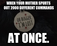 Mommy, why? | WHEN YOUR MOTHER SPURTS OUT 2000 DIFFERENT COMMANDS; AT ONCE. | image tagged in memes,dog,lost,mother | made w/ Imgflip meme maker