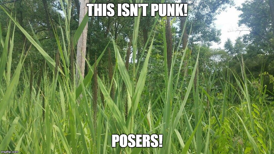 We were going to harvest cattails and dry them for some diy crafts.  
It's some kind of rye grass. | THIS ISN'T PUNK! POSERS! | image tagged in meme,punk,posers,punks,cattails,weeds | made w/ Imgflip meme maker