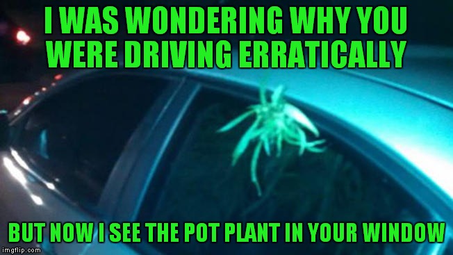I WAS WONDERING WHY YOU WERE DRIVING ERRATICALLY BUT NOW I SEE THE POT PLANT IN YOUR WINDOW | made w/ Imgflip meme maker
