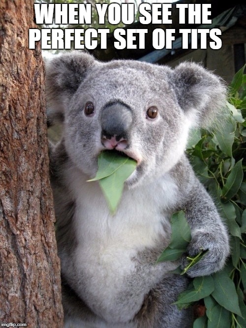 Surprised Koala |  WHEN YOU SEE THE PERFECT SET OF TITS | image tagged in memes,surprised coala | made w/ Imgflip meme maker