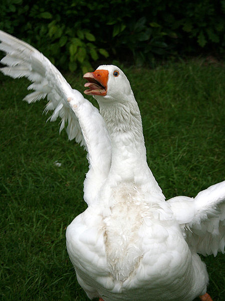 Goose Attack Blank Meme Template