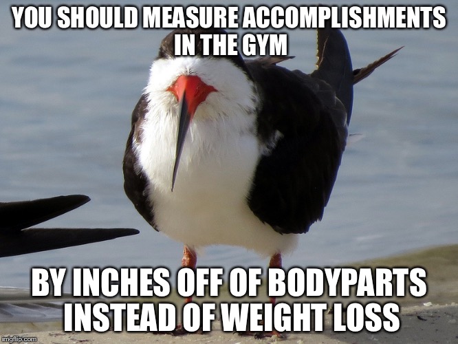 Even Less Popular Opinion Bird | YOU SHOULD MEASURE ACCOMPLISHMENTS IN THE GYM BY INCHES OFF OF BODYPARTS INSTEAD OF WEIGHT LOSS | image tagged in even less popular opinion bird | made w/ Imgflip meme maker