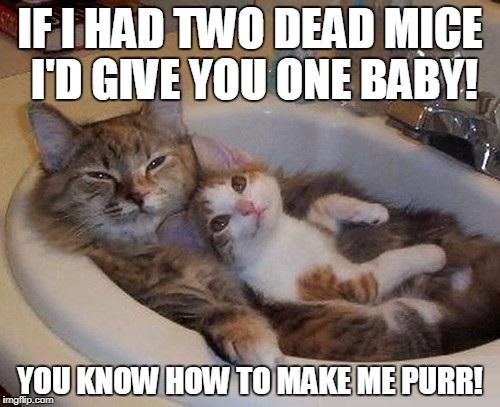 Cat Sex Talk | IF I HAD TWO DEAD MICE I'D GIVE YOU ONE BABY! YOU KNOW HOW TO MAKE ME PURR! | image tagged in cats in sink | made w/ Imgflip meme maker