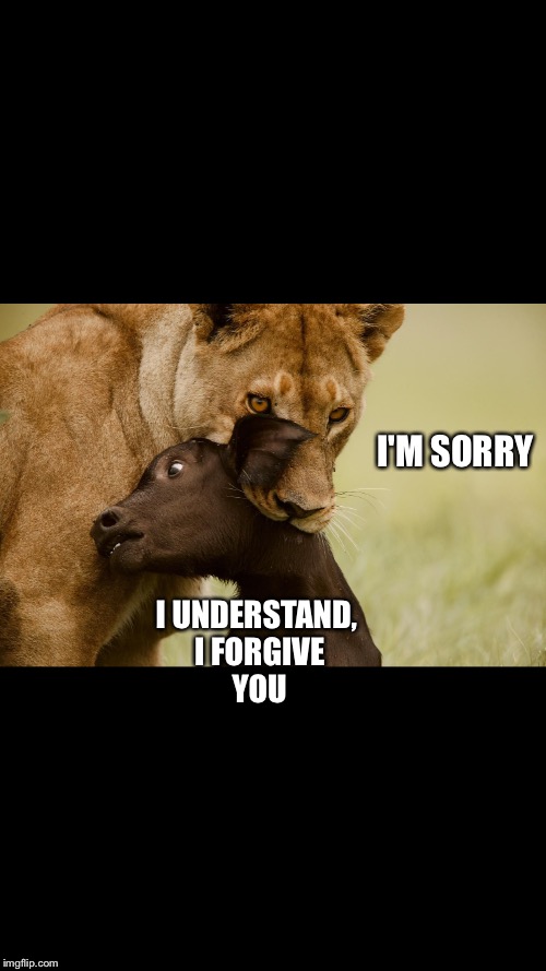 Nature at work | I'M SORRY; I UNDERSTAND, I FORGIVE YOU | image tagged in memes,nature,lions,feeding | made w/ Imgflip meme maker