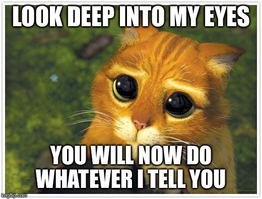 Shrek Cat Meme | LOOK DEEP INTO MY EYES; YOU WILL NOW DO WHATEVER I TELL YOU | image tagged in memes,shrek cat | made w/ Imgflip meme maker