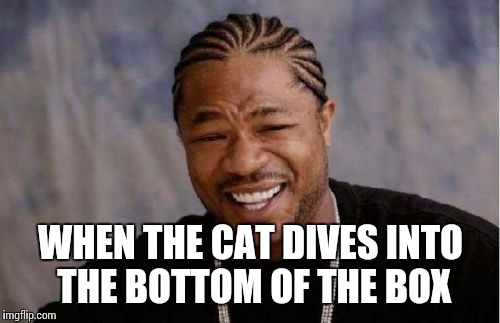 Yo Dawg Heard You Meme | WHEN THE CAT DIVES INTO THE BOTTOM OF THE BOX | image tagged in memes,yo dawg heard you | made w/ Imgflip meme maker