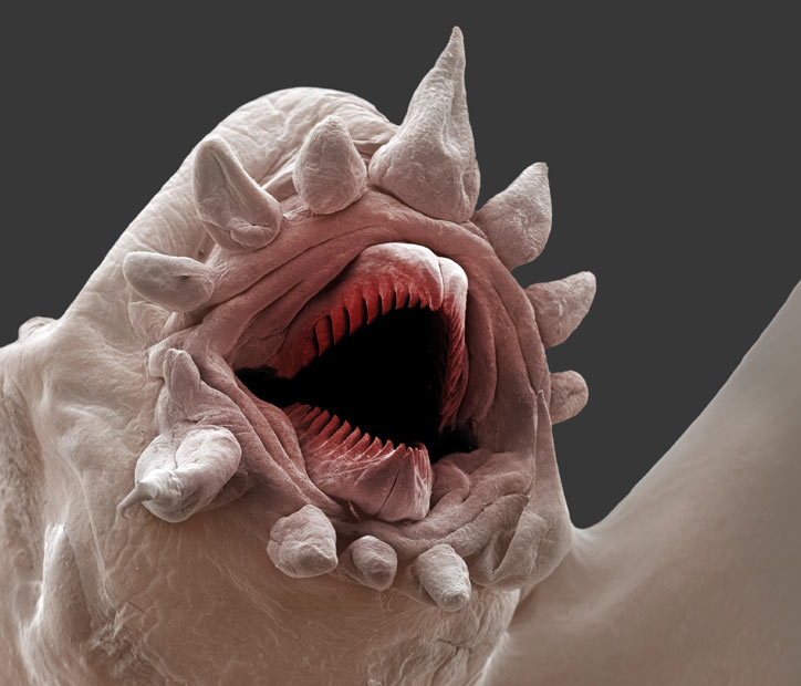 Laughs Microscopically Blank Meme Template