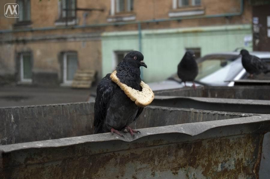 Pigeon bread status symbol Blank Meme Template