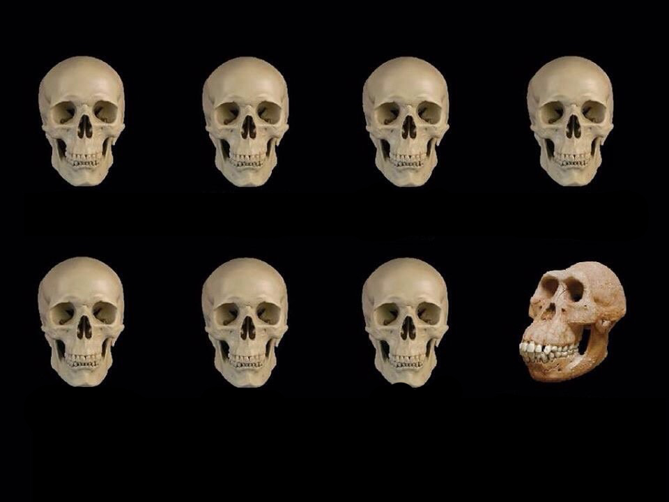 Skulls of truth Blank Meme Template