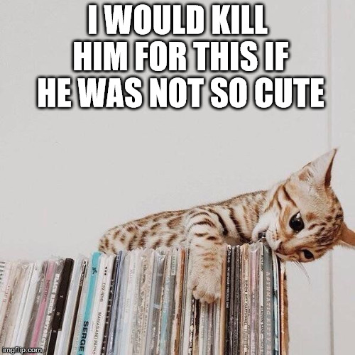 I WOULD KILL HIM FOR THIS IF HE WAS NOT SO CUTE | image tagged in cats,records | made w/ Imgflip meme maker