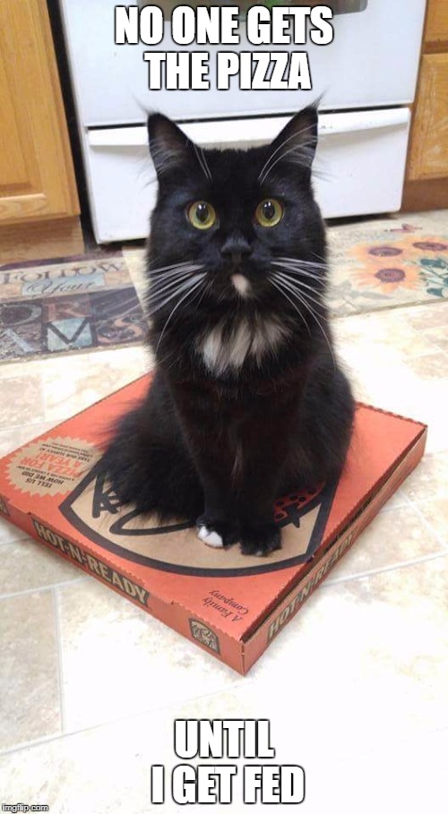 No pizza for you!!!!!!!!!!!!!!!!!!! | NO ONE GETS THE PIZZA; UNTIL I GET FED | image tagged in cat pizza sits,cats,pizza,butts,memes,funny | made w/ Imgflip meme maker