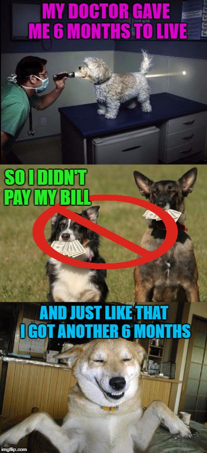 Gotta pay before you can go away!!! | MY DOCTOR GAVE ME 6 MONTHS TO LIVE; SO I DIDN'T PAY MY BILL; AND JUST LIKE THAT I GOT ANOTHER 6 MONTHS | image tagged in dogs,memes,6 months to live,funny,animals,doctor bills | made w/ Imgflip meme maker
