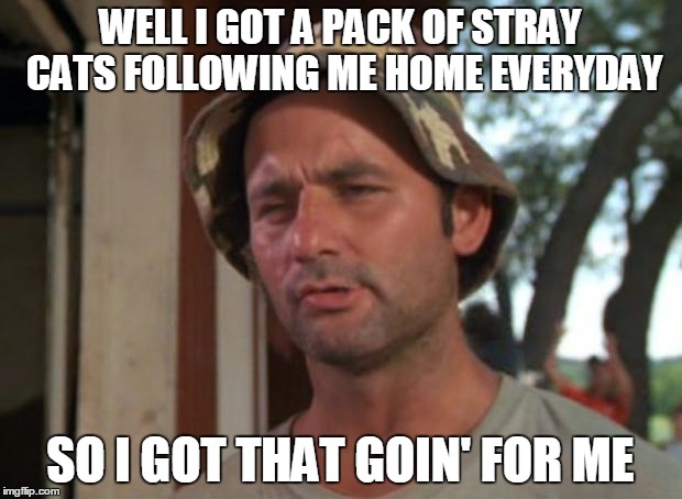 So I Got That Goin For Me Which Is Nice Meme | WELL I GOT A PACK OF STRAY CATS FOLLOWING ME HOME EVERYDAY; SO I GOT THAT GOIN' FOR ME | image tagged in memes,so i got that goin for me which is nice | made w/ Imgflip meme maker