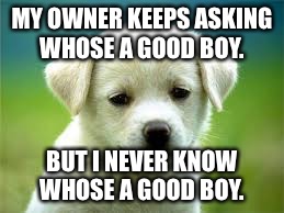 Good boy | MY OWNER KEEPS ASKING WHOSE A GOOD BOY. BUT I NEVER KNOW WHOSE A GOOD BOY. | image tagged in puppy,good boy | made w/ Imgflip meme maker