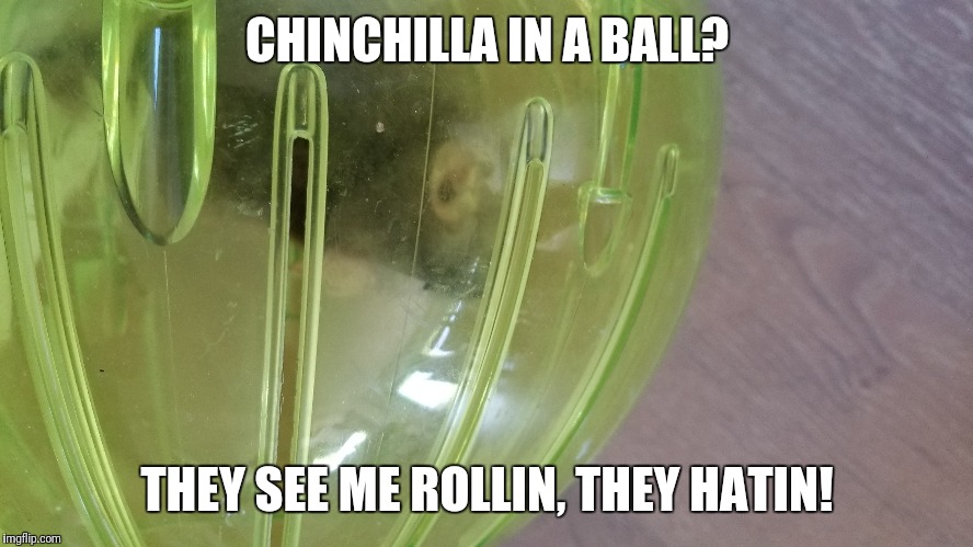 it is a chinchilla in a ball | CHINCHILLA IN A BALL? THEY SEE ME ROLLIN, THEY HATIN! | image tagged in funny animals | made w/ Imgflip meme maker