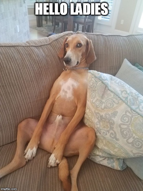 HELLO LADIES | image tagged in dog | made w/ Imgflip meme maker