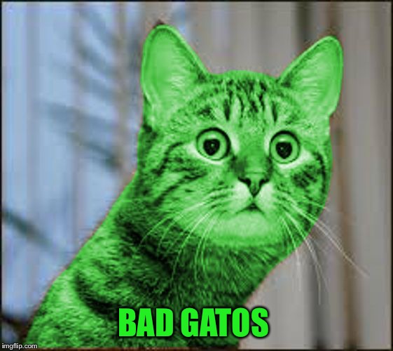 RayCat WTF | BAD GATOS | image tagged in raycat wtf | made w/ Imgflip meme maker