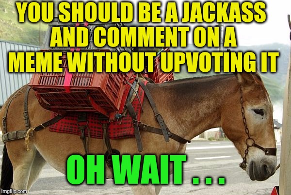 YOU SHOULD BE A JACKASS AND COMMENT ON A MEME WITHOUT UPVOTING IT OH WAIT . . . | image tagged in mule | made w/ Imgflip meme maker