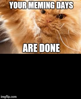 Meme Shutoff | YOUR MEMING DAYS; ARE DONE | image tagged in cats,angry cat,memes,imgflip | made w/ Imgflip meme maker