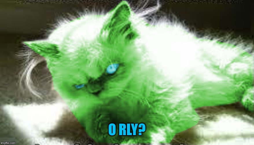 mad raycat | O RLY? | image tagged in mad raycat | made w/ Imgflip meme maker