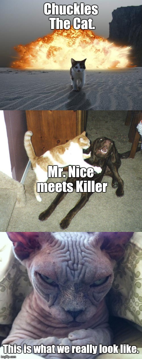 Cute Cats | Chuckles The Cat. Mr. Nice meets Killer; This is what we really look like. | image tagged in dog,funny,mafia,cat,cat explosion,scary | made w/ Imgflip meme maker