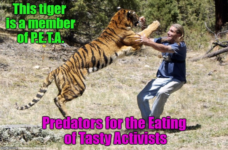 Tiger Week July 24 - 31...A TigerLegend1046 Event | This tiger is a member of P.E.T.A. Predators for the Eating of Tasty Activists | image tagged in peta,memes,tiger week,funny,tigers,animals | made w/ Imgflip meme maker