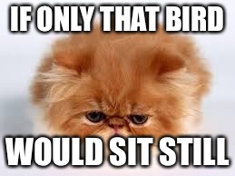 IF ONLY THAT BIRD; WOULD SIT STILL | image tagged in very grumpy cat | made w/ Imgflip meme maker