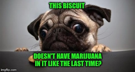 THIS BISCUIT DOESN'T HAVE MARIJUANA IN IT LIKE THE LAST TIME? | made w/ Imgflip meme maker
