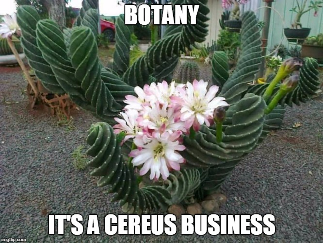It's a Cereus business | BOTANY; IT'S A CEREUS BUSINESS | image tagged in botany,pun | made w/ Imgflip meme maker