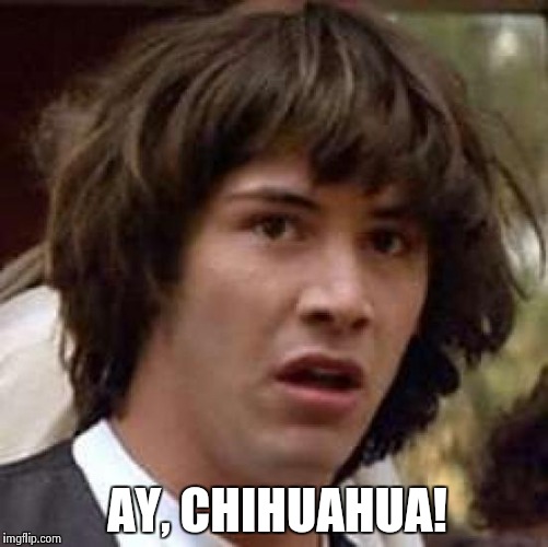 Conspiracy Keanu Meme | AY, CHIHUAHUA! | image tagged in memes,conspiracy keanu | made w/ Imgflip meme maker