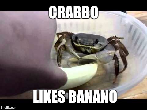 Crabbo likes banano | CRABBO; LIKES BANANO | image tagged in crab,banana,memes | made w/ Imgflip meme maker