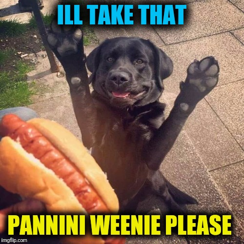 ILL TAKE THAT; PANNINI WEENIE PLEASE | image tagged in pannini weenie dog | made w/ Imgflip meme maker