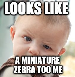 Skeptical Baby Meme | LOOKS LIKE A MINIATURE ZEBRA TOO ME | image tagged in memes,skeptical baby | made w/ Imgflip meme maker